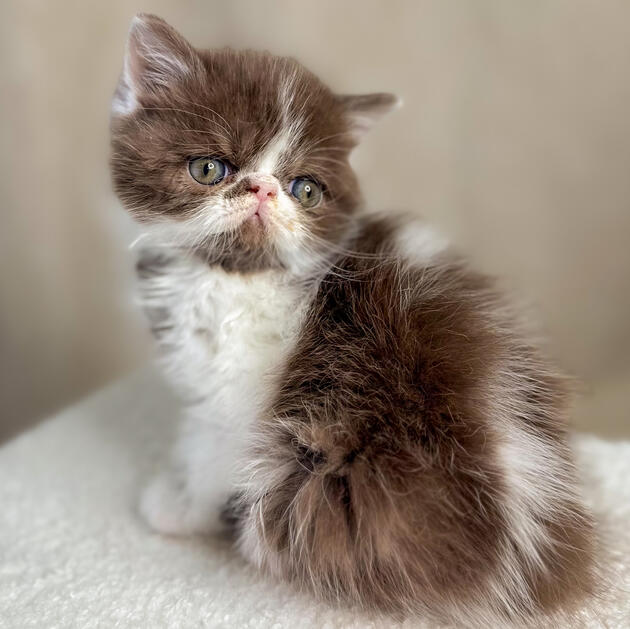 Moses