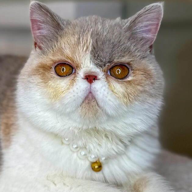 Pearl Odette